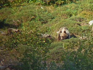 Brown Bear - Ursus arctos7 © John Muddeman